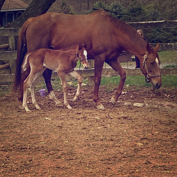 Meet your Posher, Brooke - Picture 1 of 1